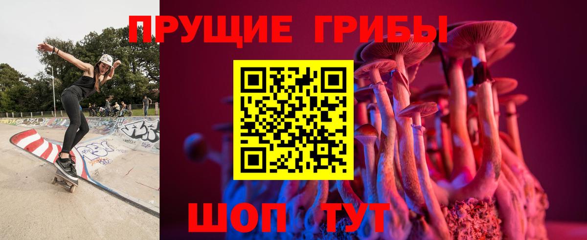 Псилоцибиновые грибы Cubensis Дивногорск
